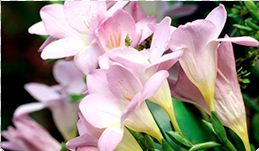 Mise en place d'un nouveau site web